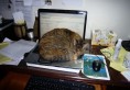 kitty on keyboard