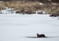 Raquette Lake Otter